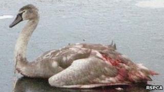 Attacked cygnet courtesy of RSPCA