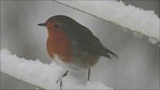 robin