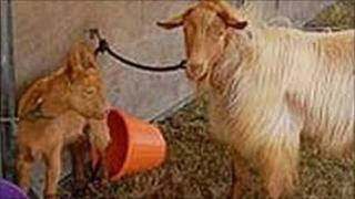Golden Guernsey goats