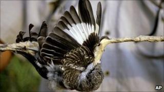 A bird snared on a stick