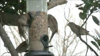 Garden birds