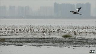 Mai Po Nature Reserve in Hong Kong is a haven for bird life