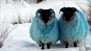 Dyed blue sheep in the hills of Co Antrim
