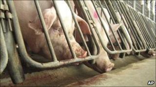 Pigs
