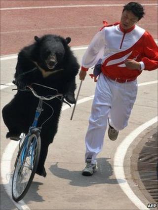 Bear on bicycle at Shanghai Wild Animal park, 02 May 2007