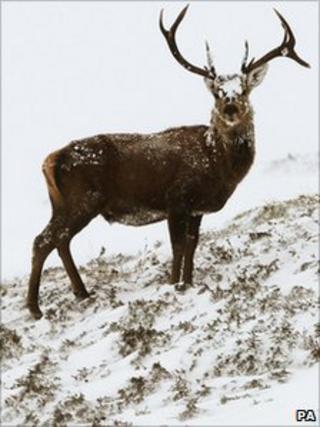 Red deer
