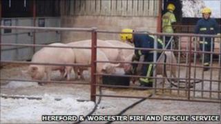 Firefighters refill drinking troughs for thirsty farm livestock