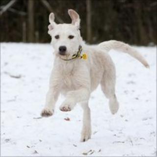 Angel in the snow