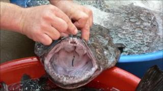 Monkfish with mouth open