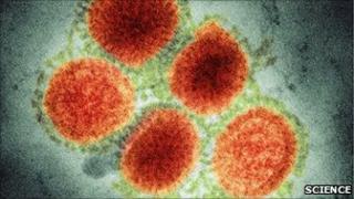 H1N1 virus