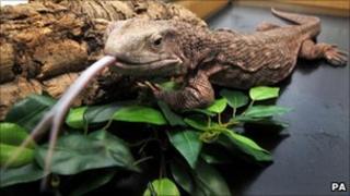 Fluffy, a 16 inch-long monitor lizard