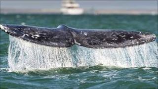 A whale's fluke seen off Mexico on 28 February 2010