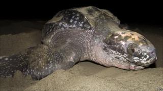 Leatherback turtle