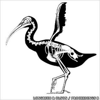 Graphic of Xenicibis xympithecus