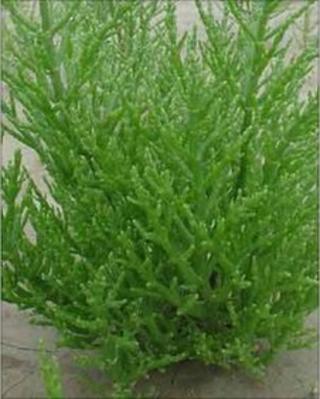 Halophyte in Tamil Nadu