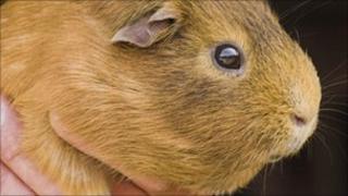 Guinea pig