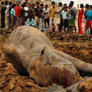 Dead elephant in Kaziranga national park