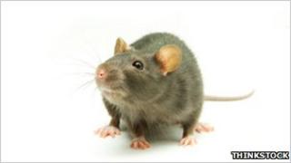 Stock image of a rat