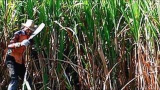 Sugar cane