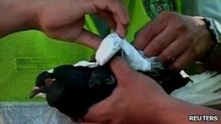 Close up of pigeon as policeman tries to take the package off of his back