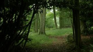 Haycroft Wood, near Swyncombe, Oxfordshire, in England