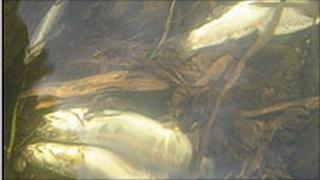 dead fish in six mile water river