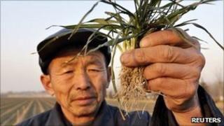 A farmer hold dried-up wheat seedlings aloft in drought-hit Zouping county, Shandong province on 24 January 2011