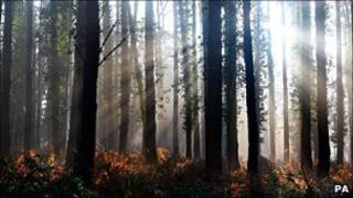 Woods