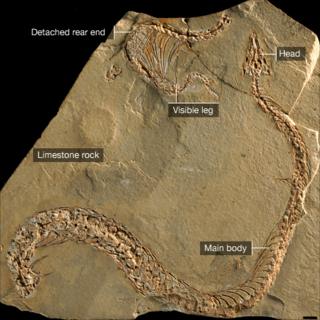 Fossil snake (Alexandra Houssaye)
