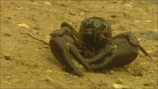 American signal crayfish