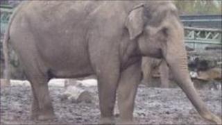 Sheba at Chester Zoo