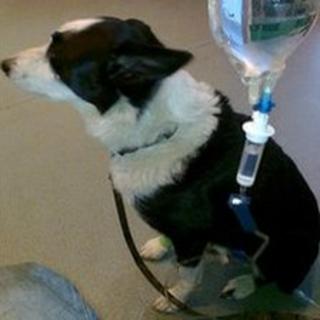 Badger the dog