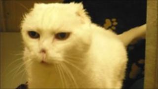 Charlie the cat