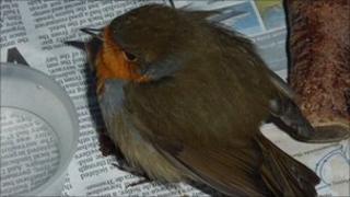 WRAS staff treat a sick bird