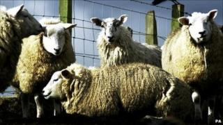Sheep