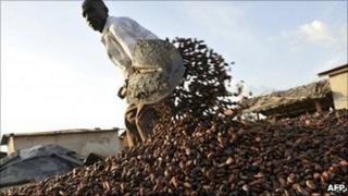 A Baoule farmer gathers cocoa beans on November 17, 2010 in Zamblekro, a village near the city of Gagnoa