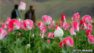 A poppy field in Afghanistan