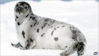 A seal laying in the Gulf of St Lawrence, Canada
