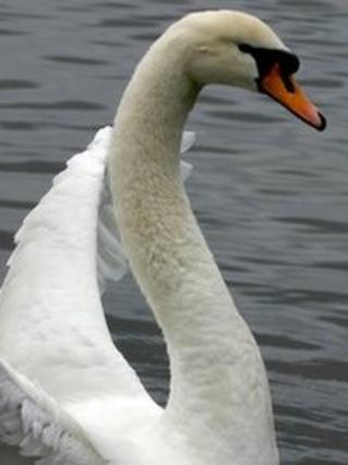 Swan