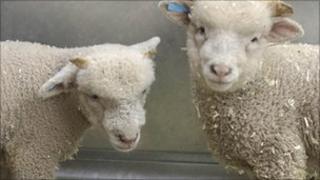 Lambs