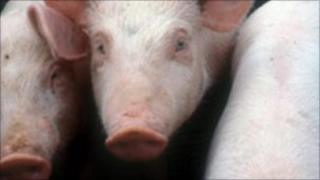 Pigs - generic