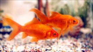 Goldfish in a fish tank