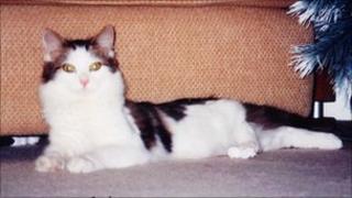Huggles the cat