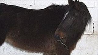 Horse being looked after by the Remus Horse sanctuary