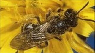 Mason bee (Osmia sp.) pollinating a flower.