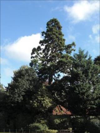 Giant redwood in Abington Park