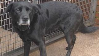 Black Labrador