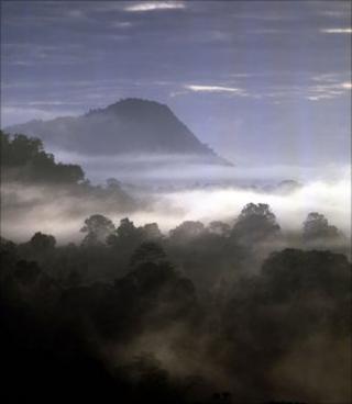 Вид на тропический лес (фото: BBC)