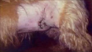 One of the injured dogs
