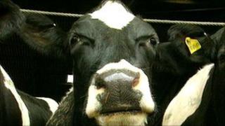 Cow - generic